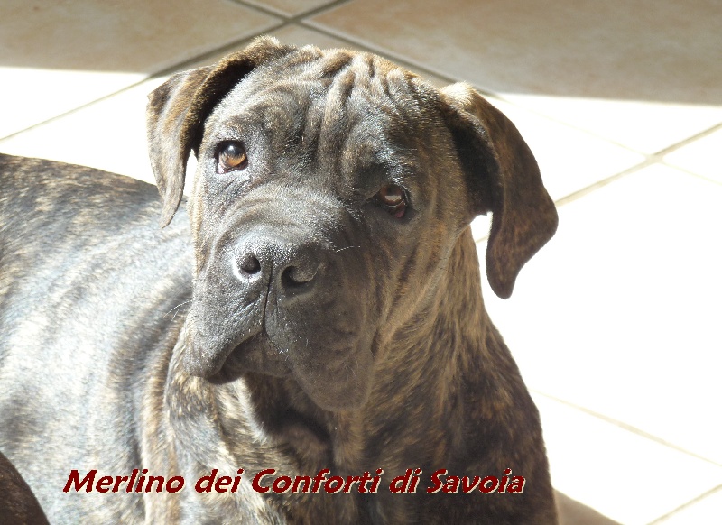 Merlino dei conforti di savoia