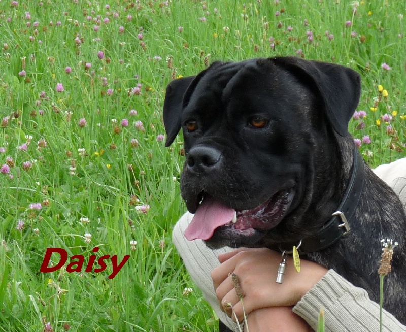 Daisy Du Clos des Trois Rivières
