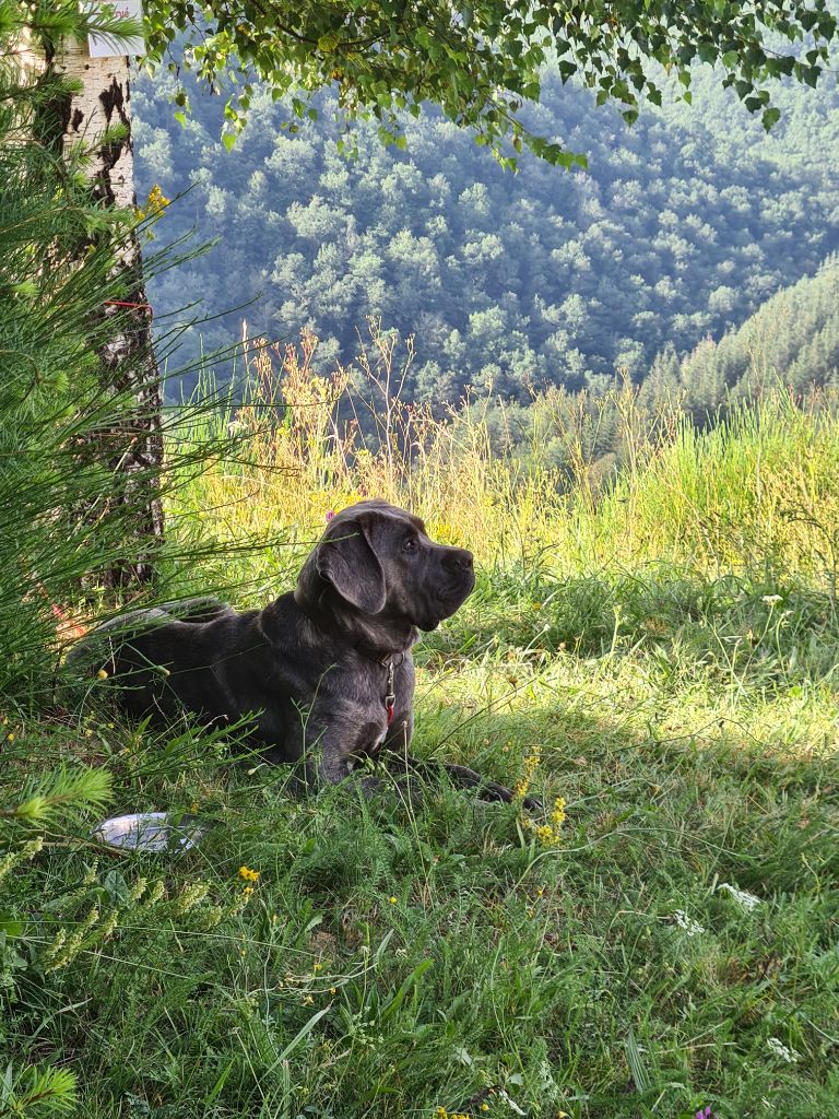 Soka dite shelby Des Seigneurs De Sparte