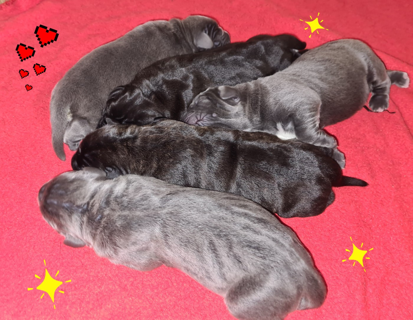 Du nouveau à l'élevage !