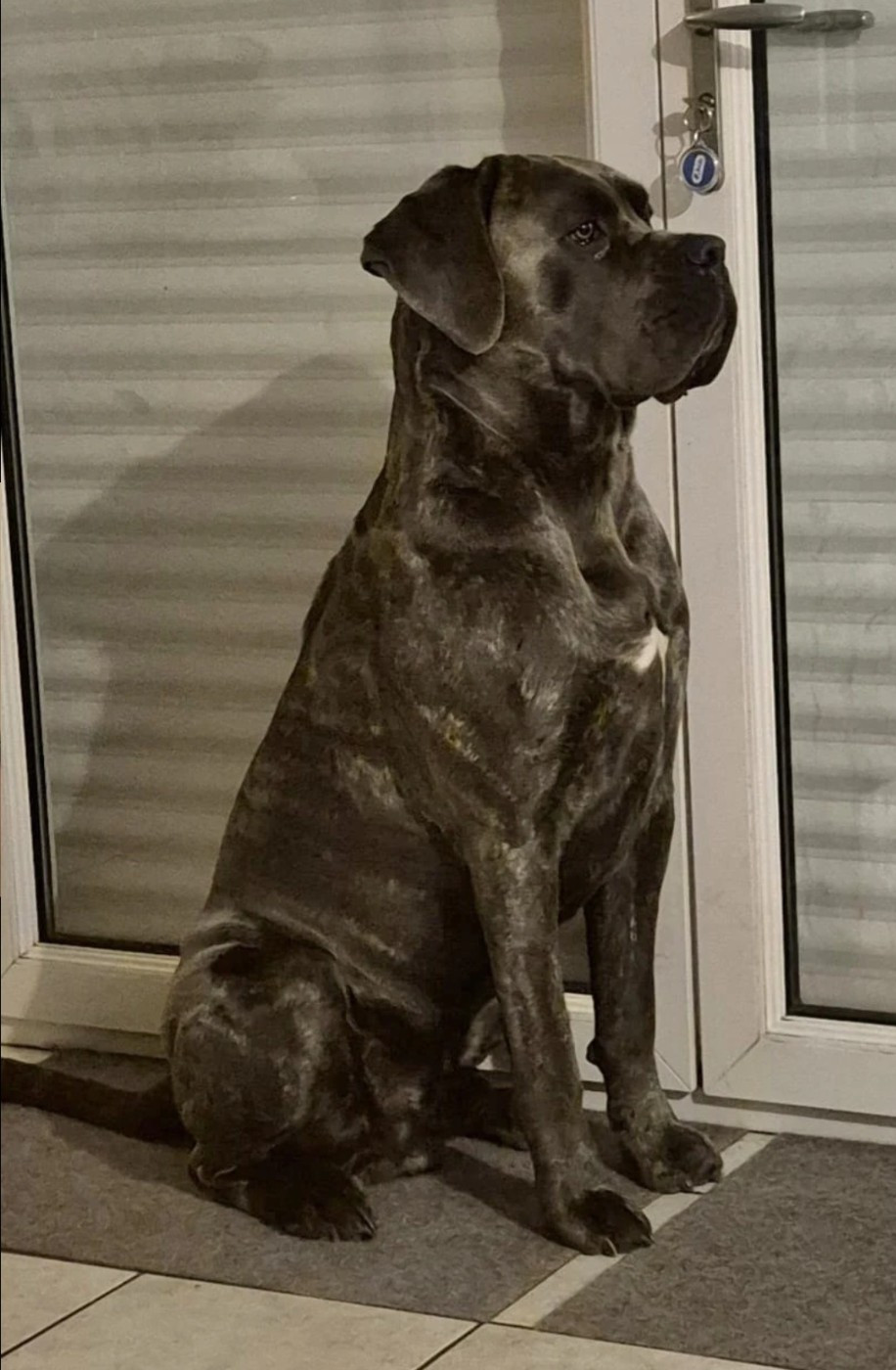 De nouvelles photos des chiots de Shelby et Drakkar