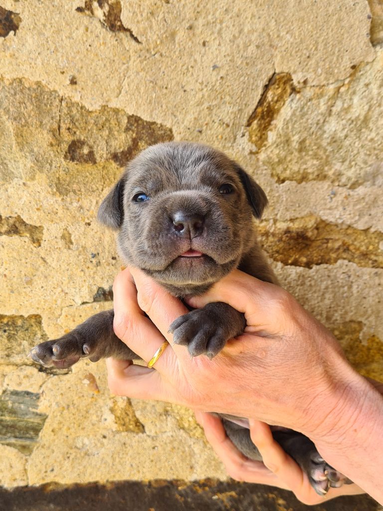 Naissance des premiers bébés de Tess et Boss