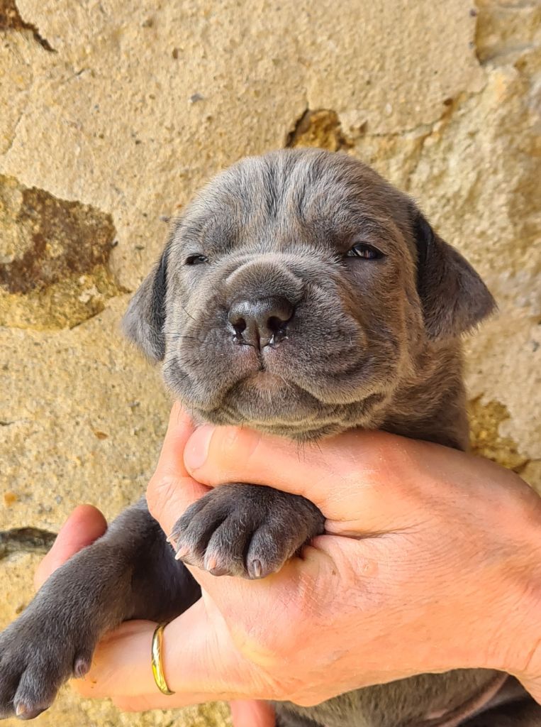 des Reflets de la Calabre - Chiots disponibles - Cane Corso