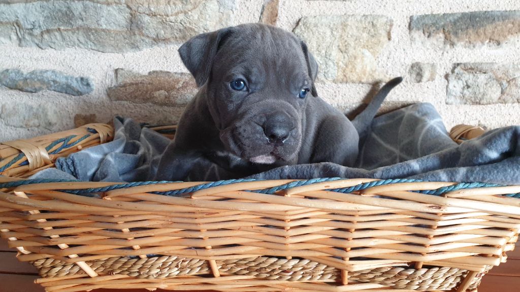 des Reflets de la Calabre - Cane Corso - Portée née le 05/02/2022