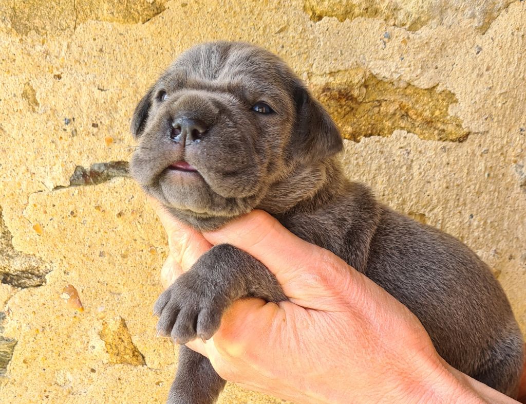 des Reflets de la Calabre - Chiots disponibles - Cane Corso