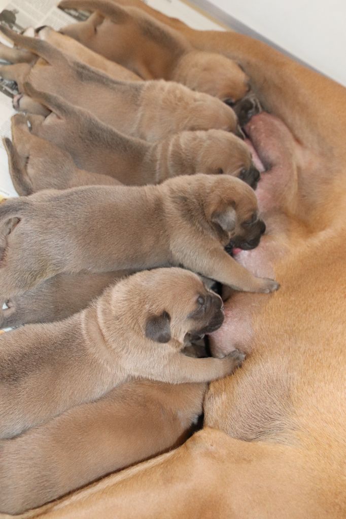 Chiot Cane Corso des Reflets de la Calabre