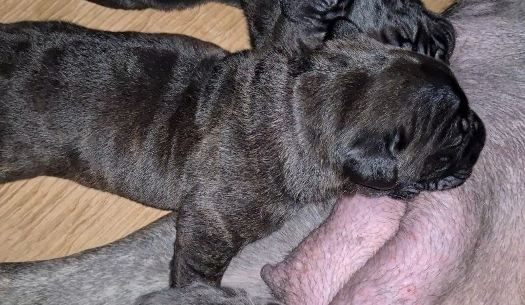 des Reflets de la Calabre - Chiots disponibles - Cane Corso