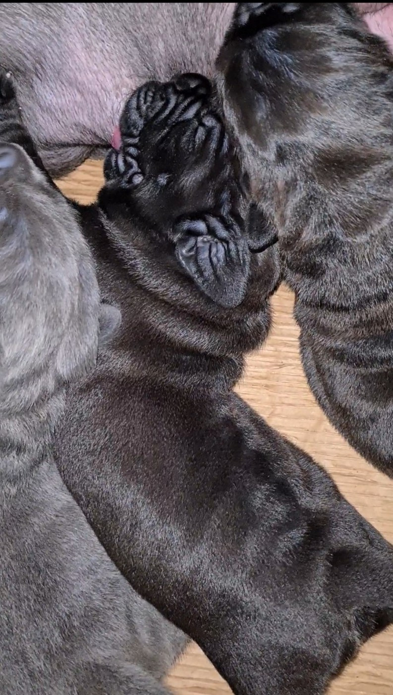 des Reflets de la Calabre - Chiots disponibles - Cane Corso