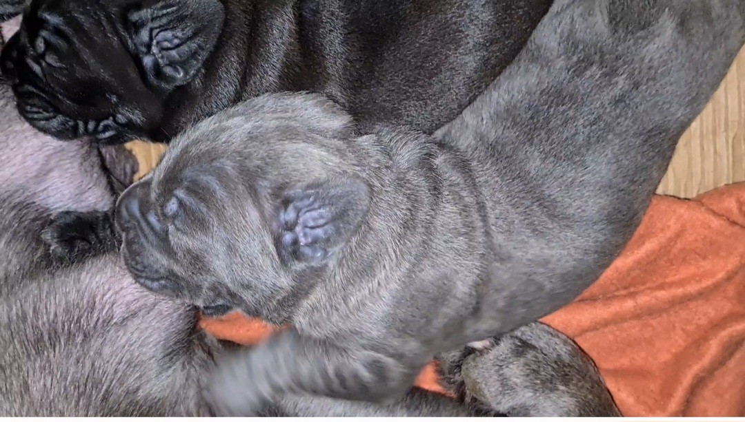 des Reflets de la Calabre - Chiots disponibles - Cane Corso