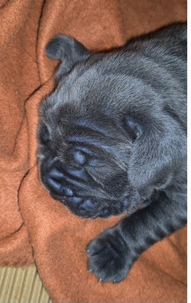 des Reflets de la Calabre - Chiots disponibles - Cane Corso