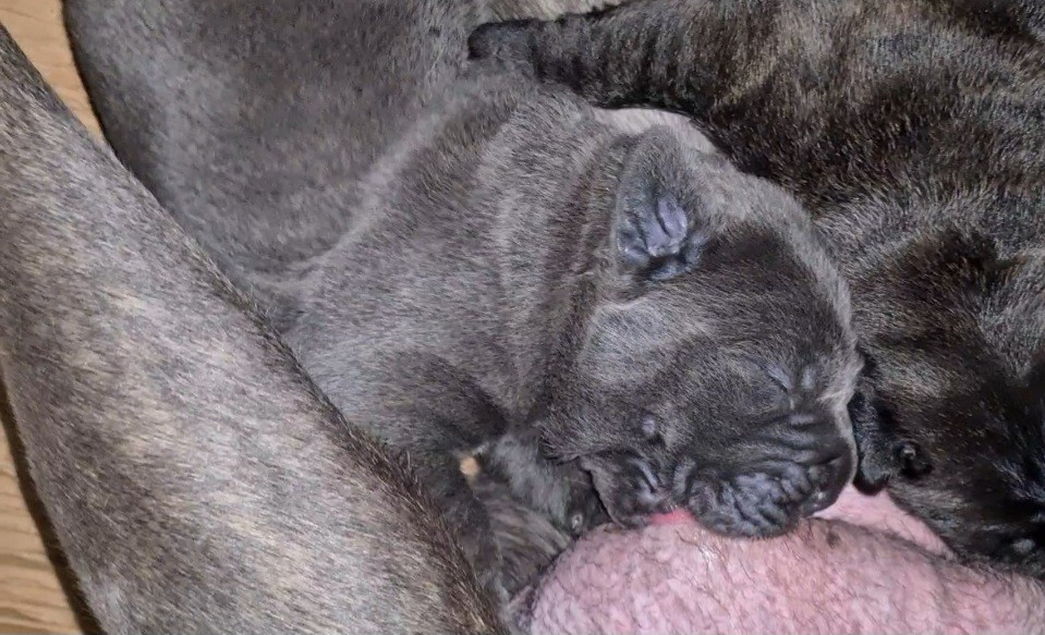 des Reflets de la Calabre - Chiots disponibles - Cane Corso