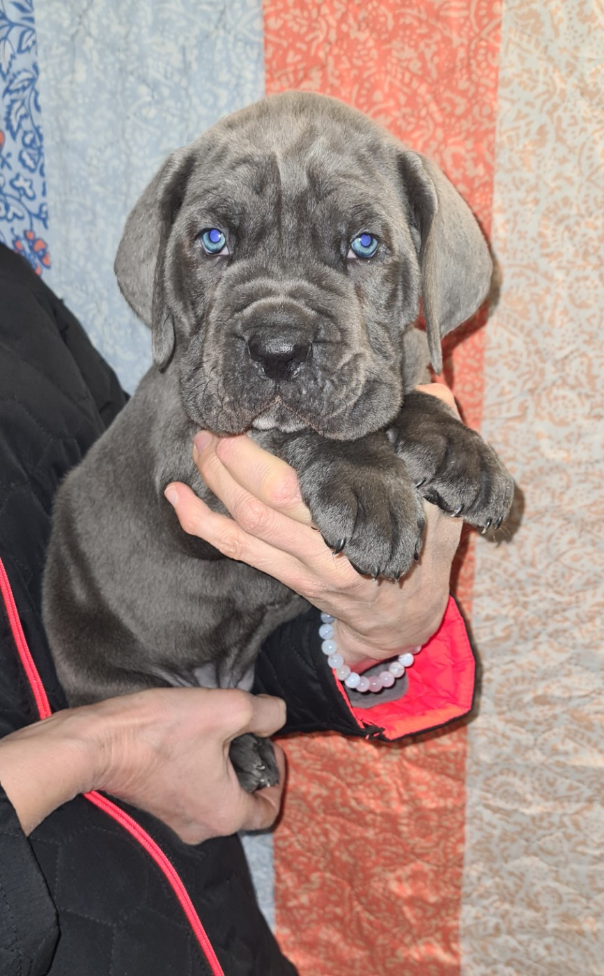 des Reflets de la Calabre - Chiots disponibles - Cane Corso