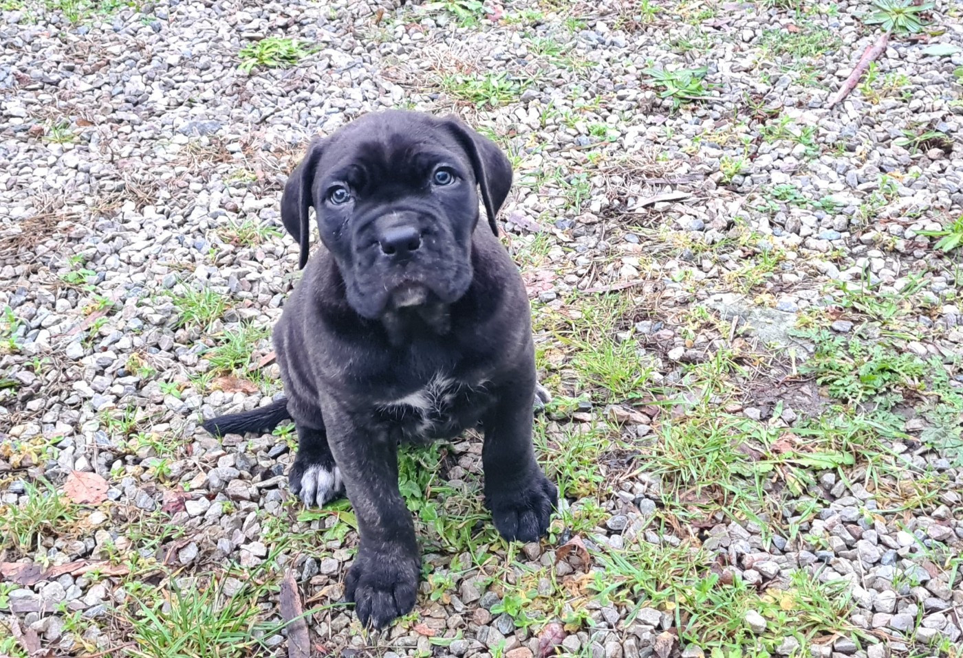 des Reflets de la Calabre - Chiots disponibles - Cane Corso
