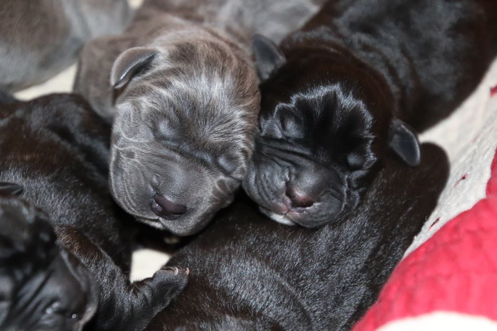 des Reflets de la Calabre - Cane Corso - Portée née le 09/03/2023