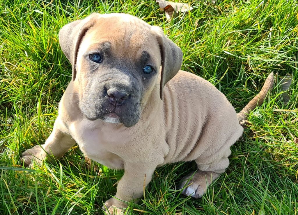 des Reflets de la Calabre - Chiots disponibles - Cane Corso