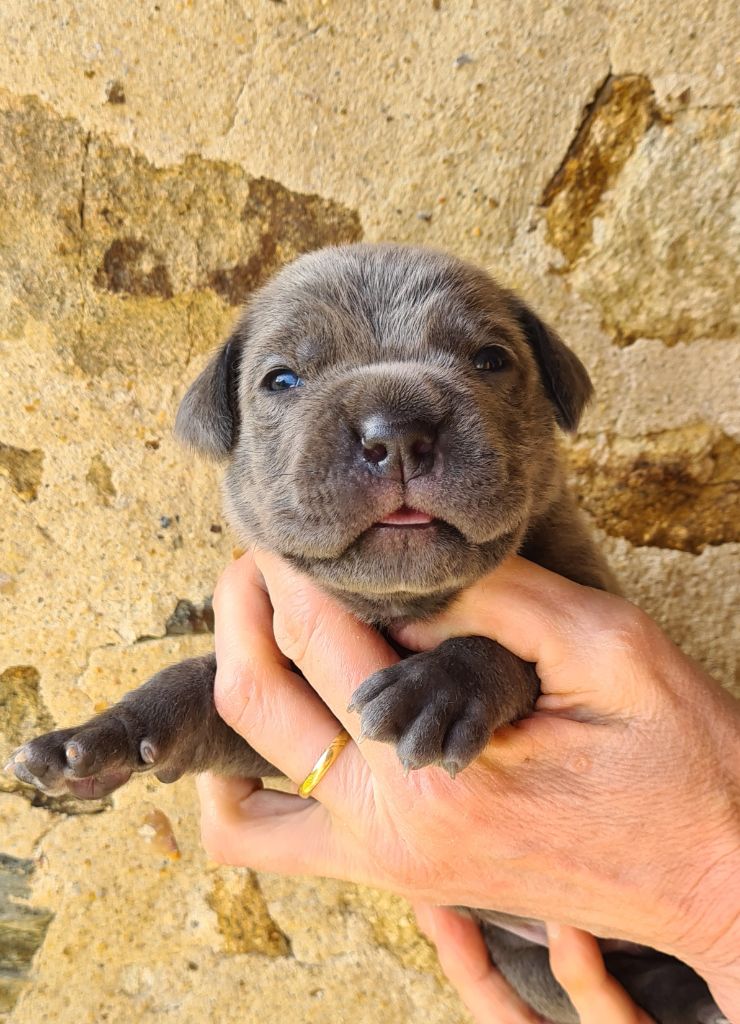 des Reflets de la Calabre - Chiots disponibles - Cane Corso