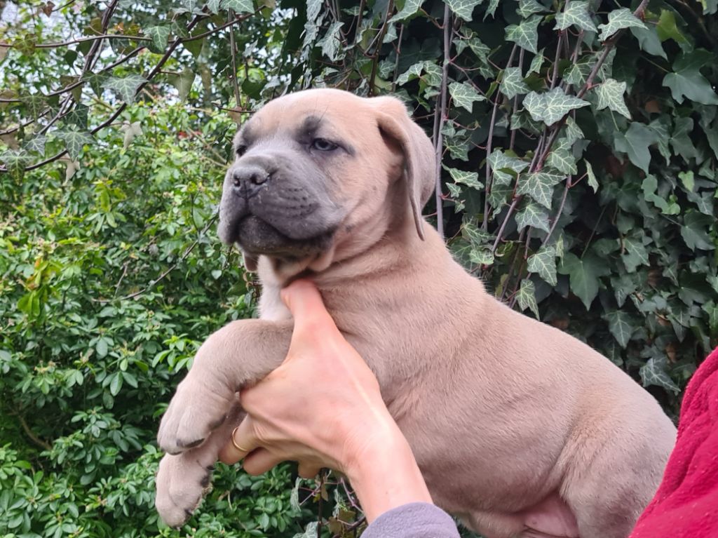 des Reflets de la Calabre - Chiots disponibles - Cane Corso