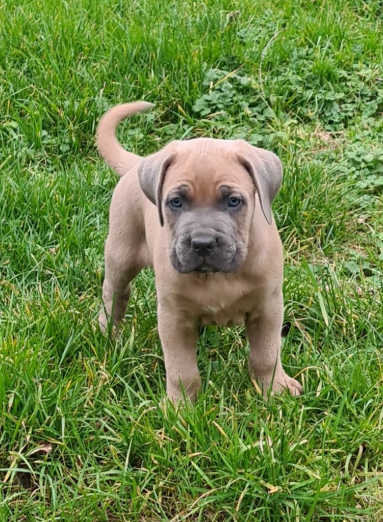 des Reflets de la Calabre - Chiots disponibles - Cane Corso