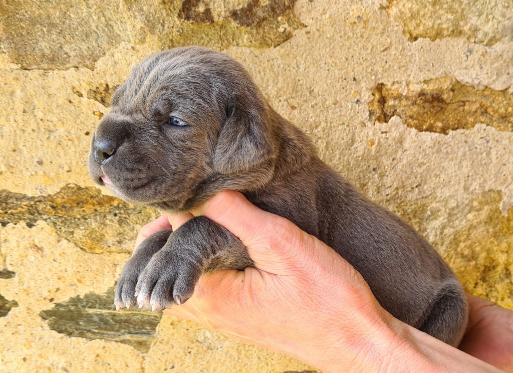 des Reflets de la Calabre - Chiots disponibles - Cane Corso