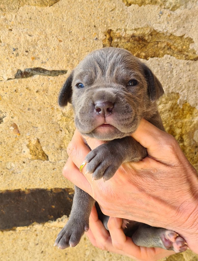 des Reflets de la Calabre - Chiots disponibles - Cane Corso