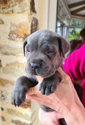 CHIOT 6
