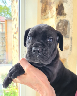 CHIOT 1