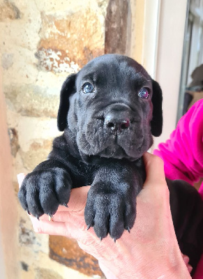 CHIOT 3