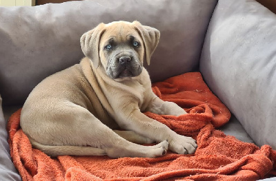 CHIOT