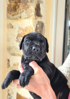 CHIOT 2