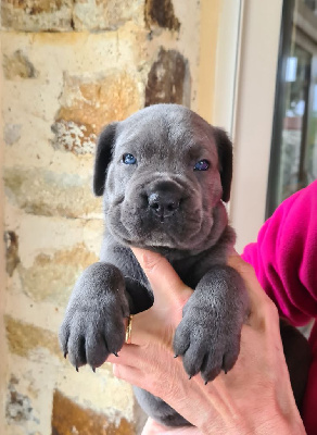 CHIOT 5