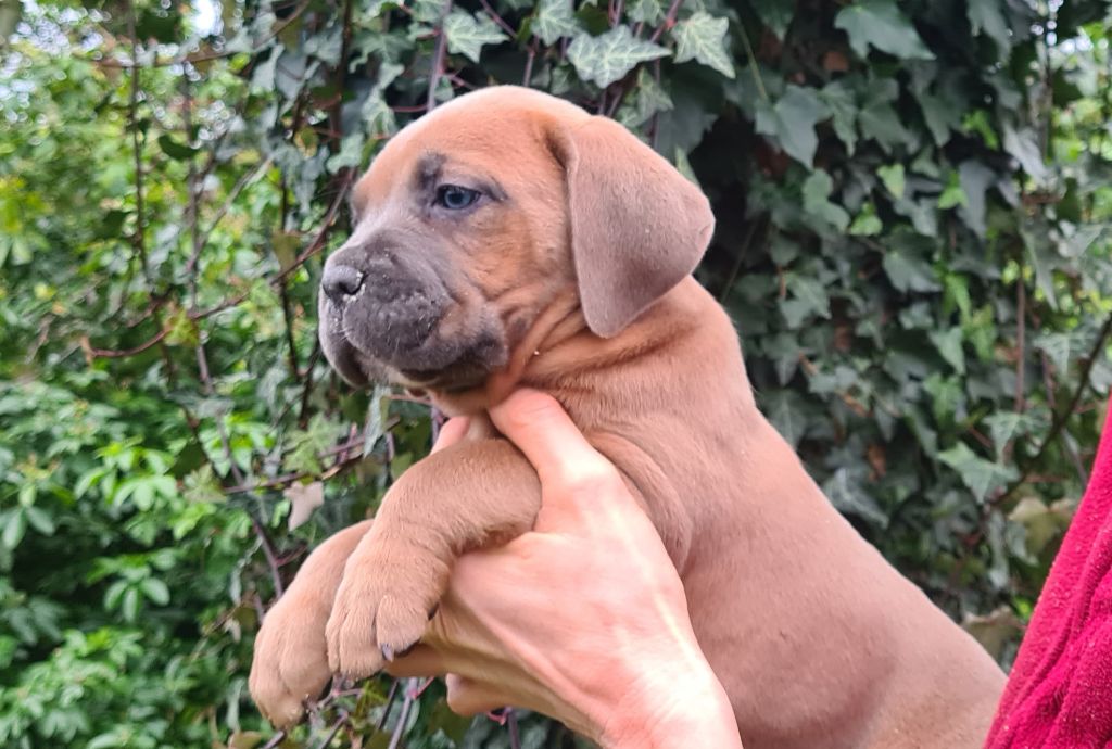 des Reflets de la Calabre - Chiots disponibles - Cane Corso