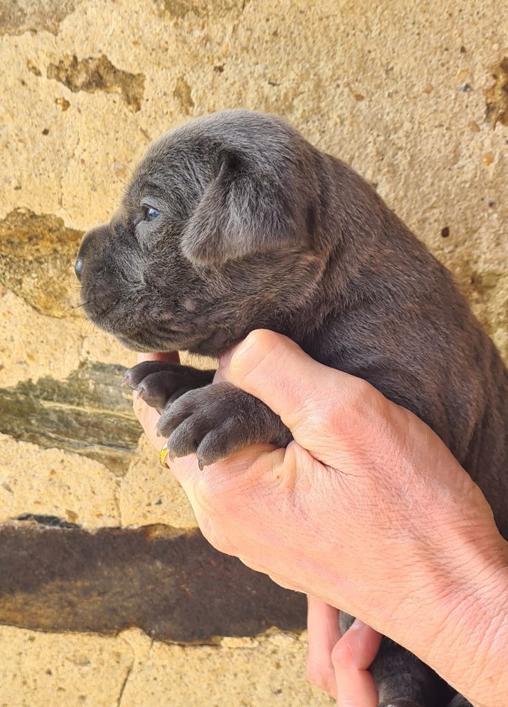 des Reflets de la Calabre - Chiots disponibles - Cane Corso