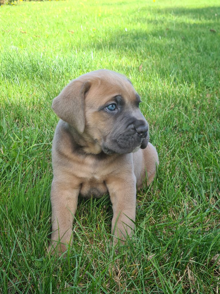 des Reflets de la Calabre - Chiots disponibles - Cane Corso