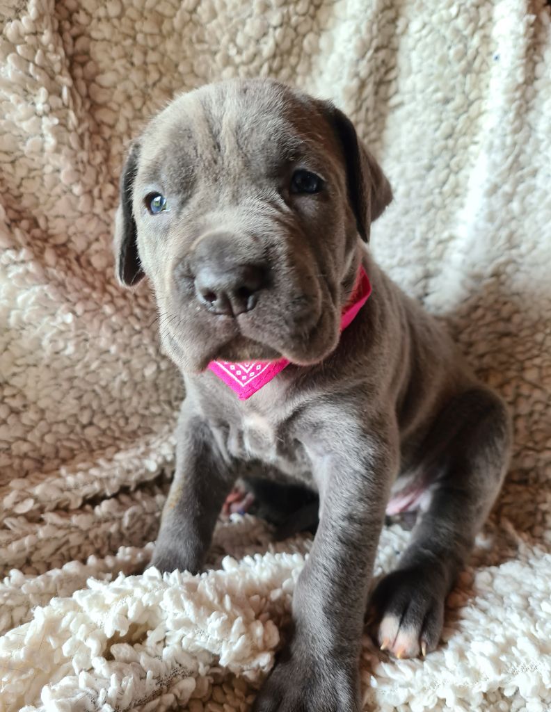 Chiot Cane Corso des Reflets de la Calabre