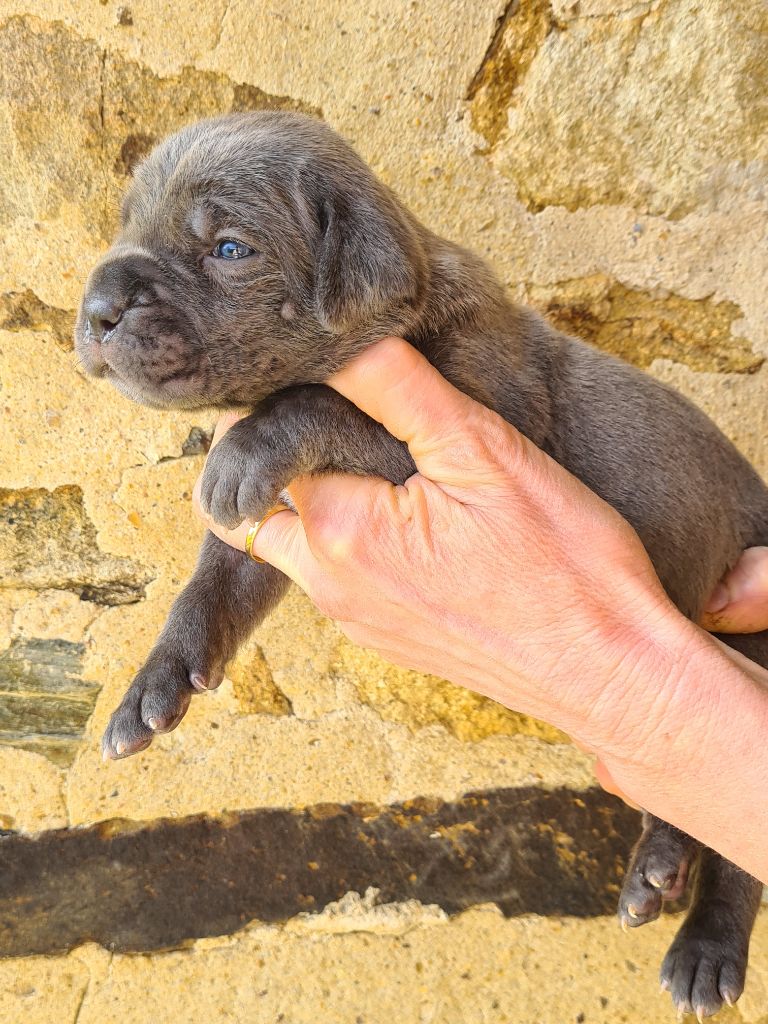 des Reflets de la Calabre - Chiots disponibles - Cane Corso