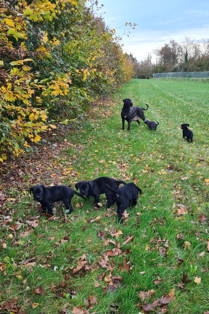 des Reflets de la Calabre - Cane Corso - Portée née le 19/09/2023