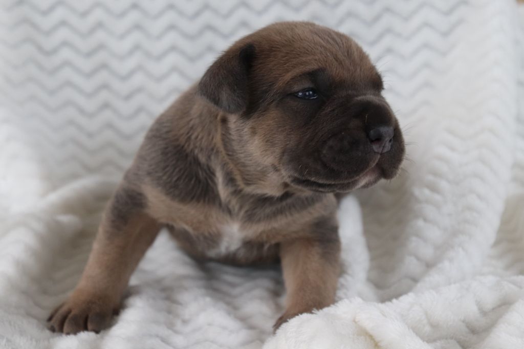 Chiot Cane Corso des Reflets de la Calabre